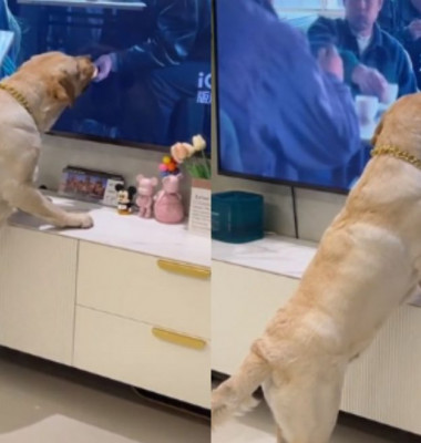 Momentul când un câine linge ecranul televizorului, crezând că mâncarea este reală/ Foto: TikTok