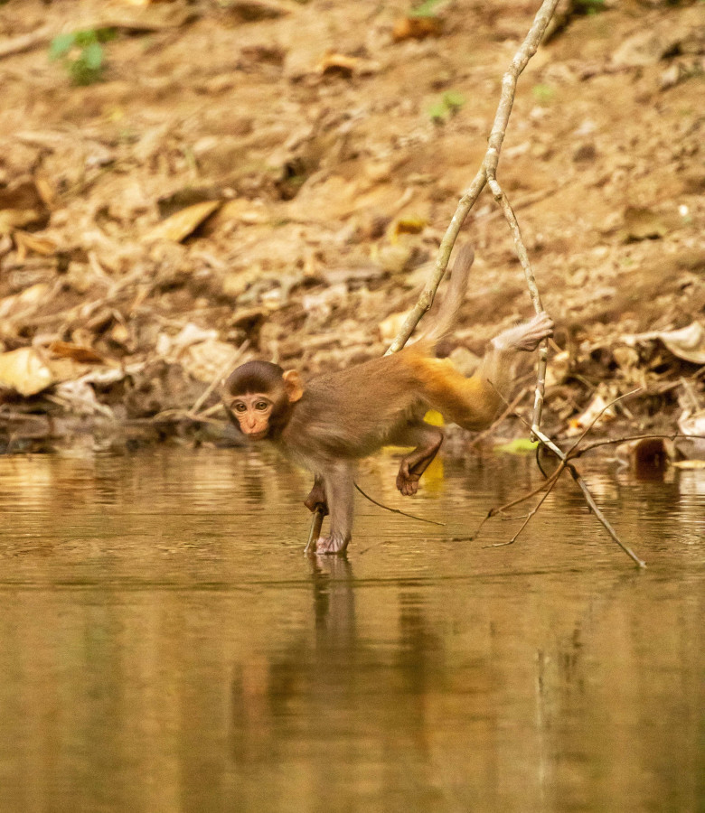 Modul uimitor cum o maimuță se apleacă pentru a bea apă dintr-un iaz/ Profimedia