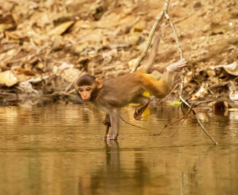 Modul uimitor cum o maimuță se apleacă pentru a bea apă dintr-un iaz/ Profimedia