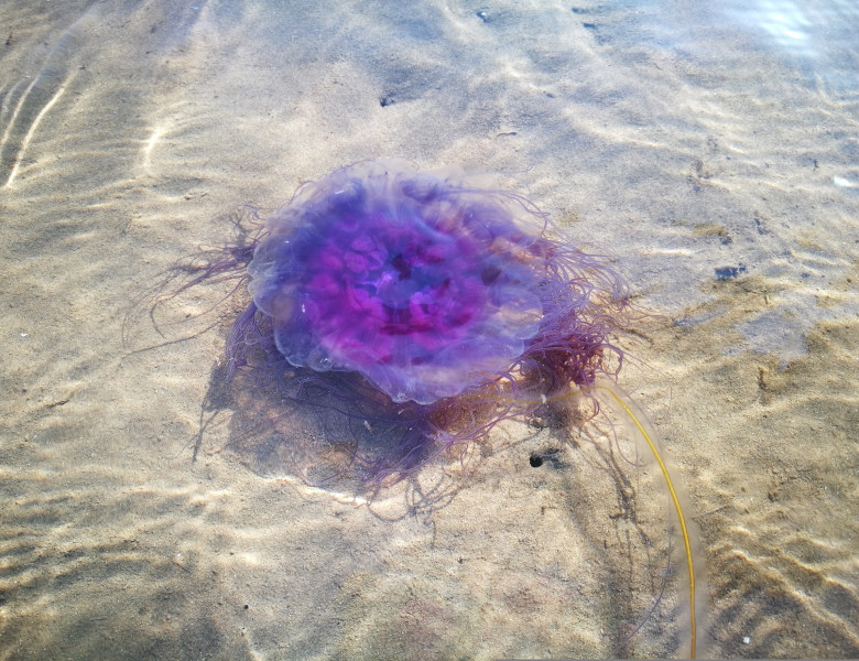 Mai multe meduze mov, descoperite în apropierea insulelor grecești/ Shutterstock