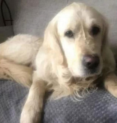 Un câine a mers 65 de kilometri pentru a se întoarce la familia sa, după ce a fost dat spre adopție/ Facebook