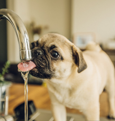 De ce nu trebuie să-i dai câinelui apă de la robinet/ Shutterstock