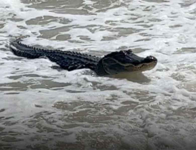Momentul când un aligator apare pe o plajă din Alabama/ Captură video