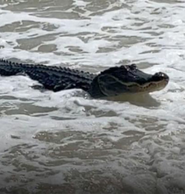 Momentul când un aligator apare pe o plajă din Alabama/ Captură video