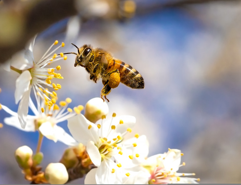 Flying,Honey,Bee,Collecting,Pollen,From,Tree,Blossom.,Bee,In