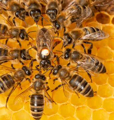 The,Queen,(apis,Mellifera),Marked,With,Dot,And,Bee,Workers