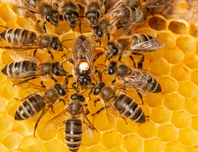 The,Queen,(apis,Mellifera),Marked,With,Dot,And,Bee,Workers