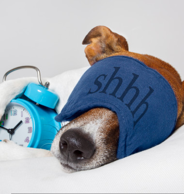 Ce anume visează câinii și de ce nu e bine să-i trezești când au coșmaruri/ Shutterstock