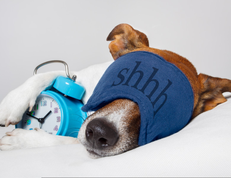 Ce anume visează câinii și de ce nu e bine să-i trezești când au coșmaruri/ Shutterstock