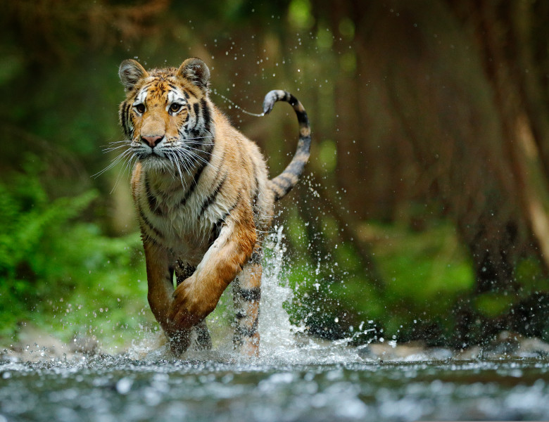 Amur,Tiger,Running,In,The,River.,Dangerous,Animal,,Taiga,,Russia.