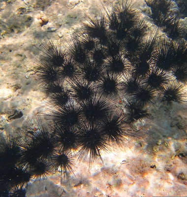 Colony,Of,Long-spined,Sea,Urchins,Illuminated,By,The,Sun,On