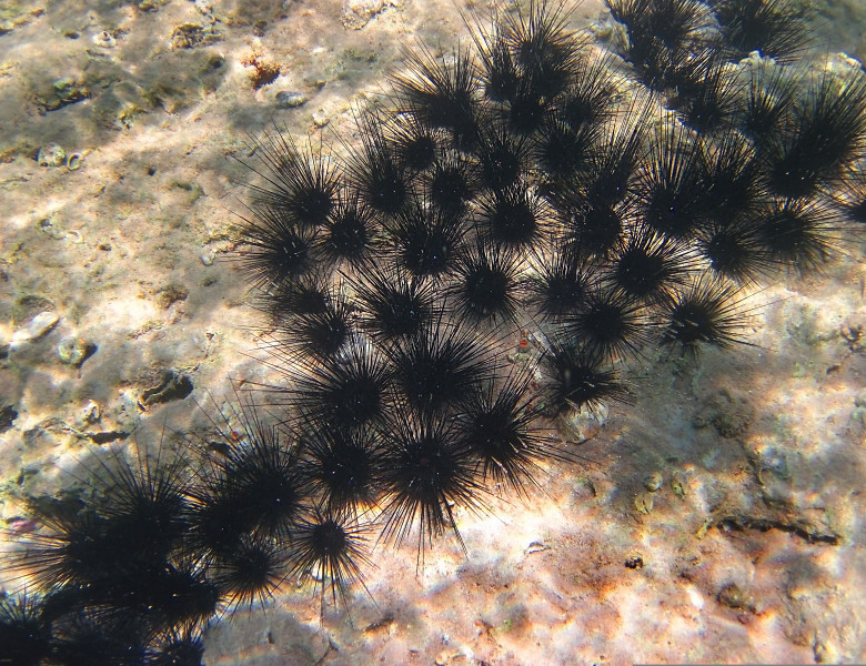 Colony,Of,Long-spined,Sea,Urchins,Illuminated,By,The,Sun,On