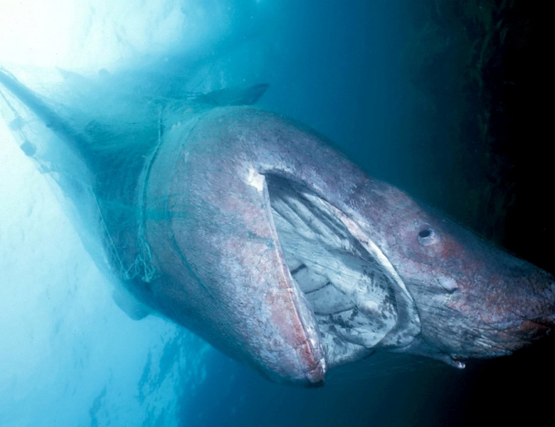 Balene ucigaşe avariază o ambarcaţiune/ Profimedia
