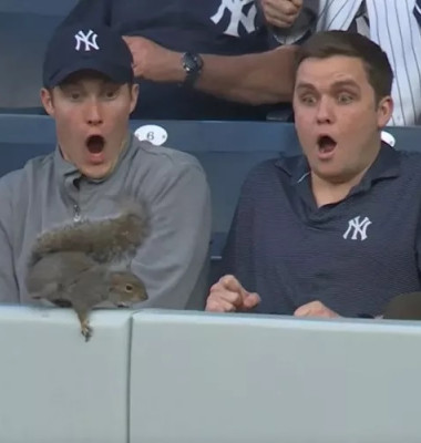 Momentul hilar când o veveriță se furișează la un meci de baseball/ Twitter