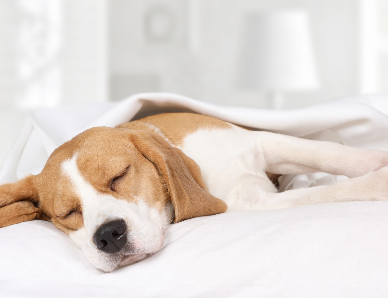 Ce personalitate are câinele tău în funcție de poziția în care doarme/ Shutterstock