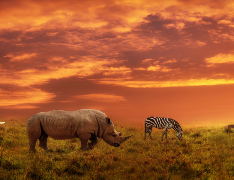 African,Sunset,Panoramic,Background,With,Silhouette,Of,The,Animals