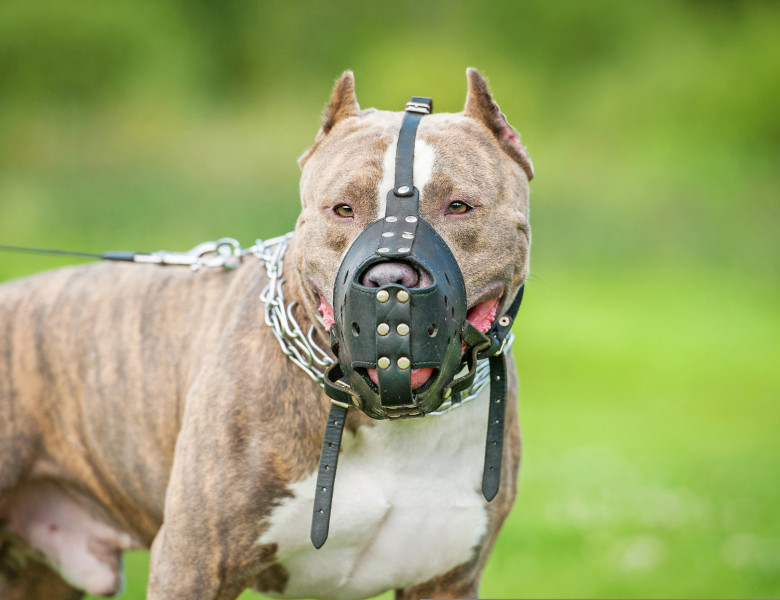 Topul celor mai mai periculoase rase de câini/ Shutterstock