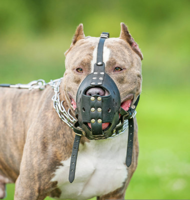Topul celor mai mai periculoase rase de câini/ Shutterstock