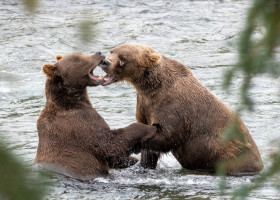 Imagini incredibile cu doi urși care se joacă într-un râu/ Profimedia