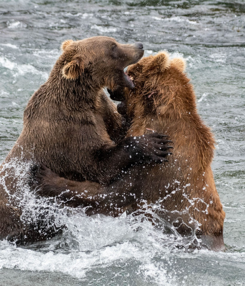 Imagini incredibile cu doi urși care se joacă într-un râu/ Profimedia