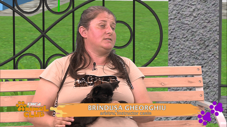 Ce trebuie să știi despre competițiile chinologice de la noi din țară, concursuri de frumusețe care atrag tot mai multă lume (2)