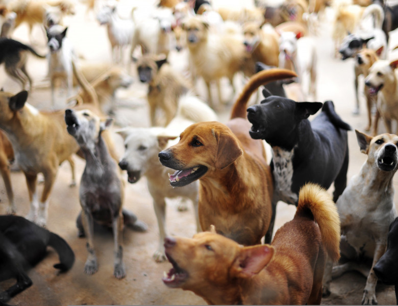 Au adoptat 59 de câini și nu vor să se oprească aici/ Shutterstock