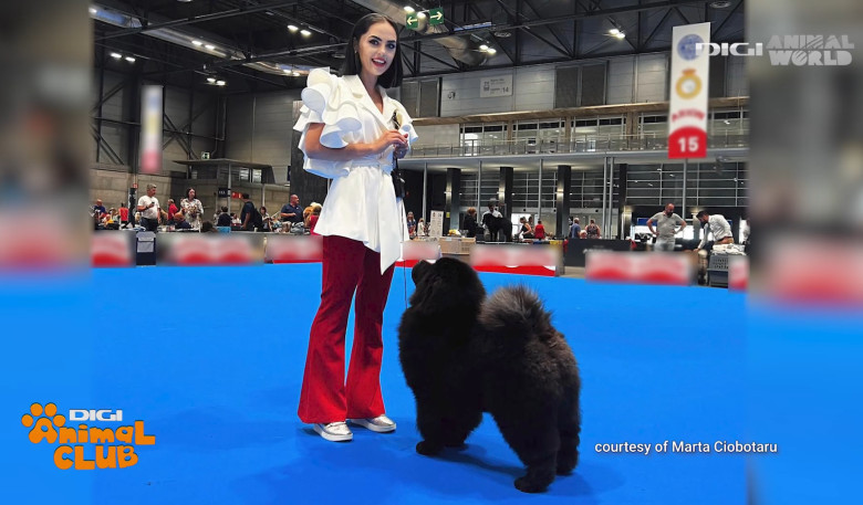 Mâine, la Animal Club, începând cu ora 1300, vă prezentăm niște ursuleți de pluș. Astfel am descrie noi cățeii din rasa chow-chow, o combinație între lei și ursuleți (3)