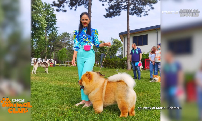 Mâine, la Animal Club, începând cu ora 1300, vă prezentăm niște ursuleți de pluș. Astfel am descrie noi cățeii din rasa chow-chow, o combinație între lei și ursuleți (4)