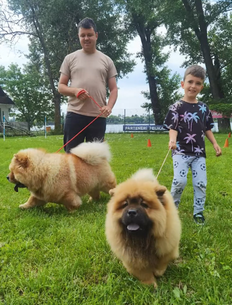 Mâine, la Animal Club, începând cu ora 1300, vă prezentăm niște ursuleți de pluș. Astfel am descrie noi cățeii din rasa chow-chow, o combinație între lei și ursuleți (5)