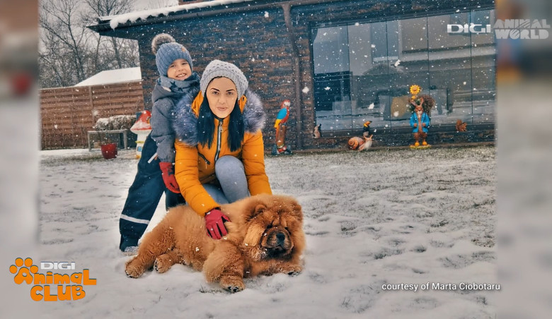 Mâine, la Animal Club, începând cu ora 1300, vă prezentăm niște ursuleți de pluș. Astfel am descrie noi cățeii din rasa chow-chow, o combinație între lei și ursuleți (7)