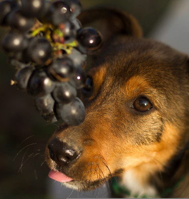 Fructul pe care câinele tău nu ar trebui să-l mănânce niciodată/ Shutterstock