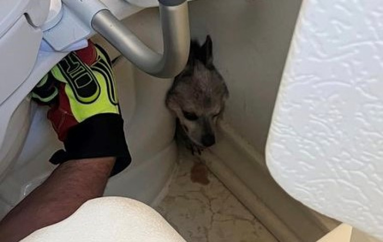 Pompierii au intervenit după ce un cățel a rămas blocat în spatele toaletei/ Foto: Facebook