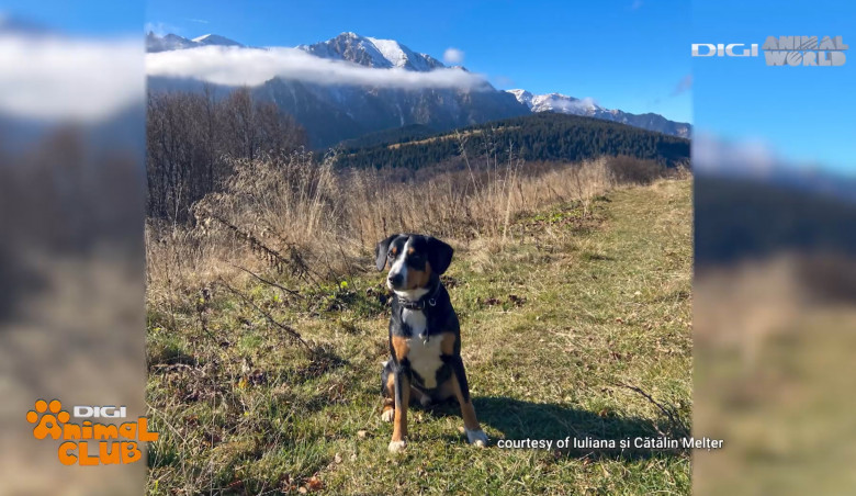 Sâmbătă, la Digi Animal Club, află totul despre câinii sportivi, care adoră plimbările pe cărările munților (2)