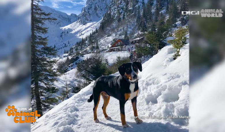 Sâmbătă, la Digi Animal Club, află totul despre câinii sportivi, care adoră plimbările pe cărările munților (10)