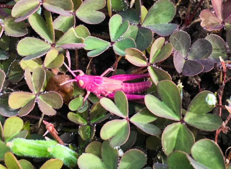 Imagini uluitoare cu o lăcustă complet roz/ Profimedia