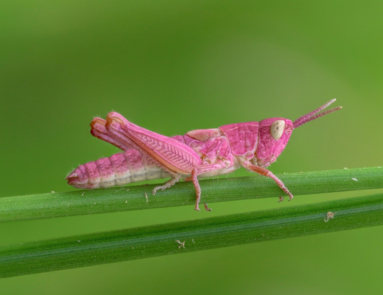 Imagini uluitoare cu o lăcustă complet roz/ Profimedia