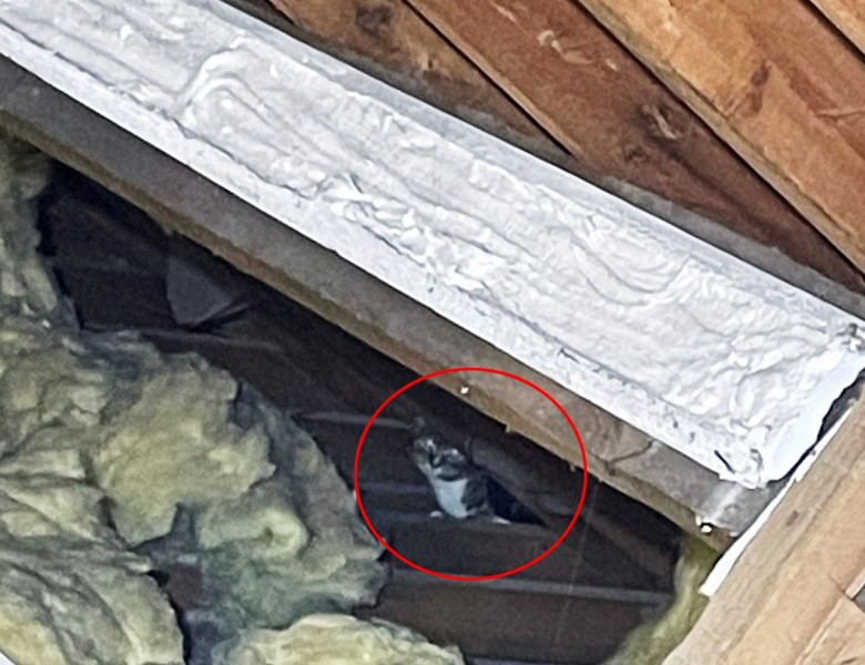 Pisică găsită în pod/ Profimedia