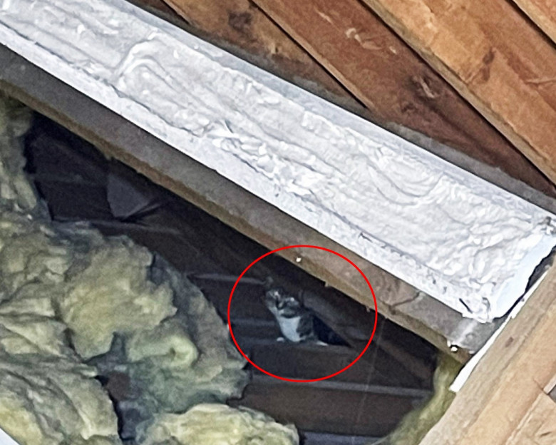 Pisică găsită în pod/ Profimedia