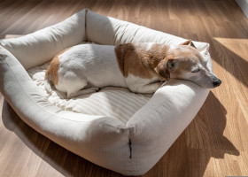 Câine/ Shutterstock