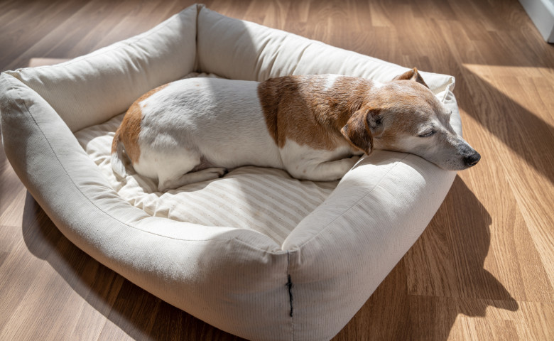 Câine/ Shutterstock