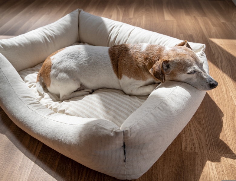 Câinii iubesc să doarmă la soare/ Shutterstock