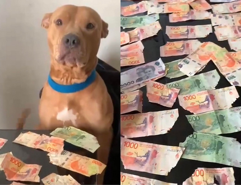 Un câine a mâncat 200 de euro/ Foto: TikTok