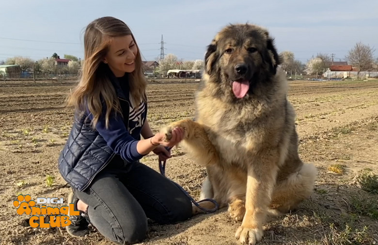 Sâmbătă, la Digi Animal Club, discutăm despre vârstele cățeilor - când pleacă din cuib, când mergem cu ei în expoziții, când pot fi reproduși sau când ies la pensie (1)