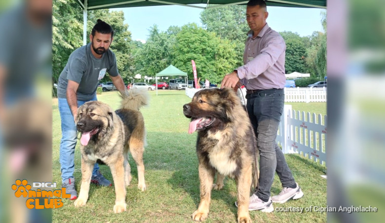 Sâmbătă, la Digi Animal Club, discutăm despre vârstele cățeilor - când pleacă din cuib, când mergem cu ei în expoziții, când pot fi reproduși sau când ies la pensie (5)