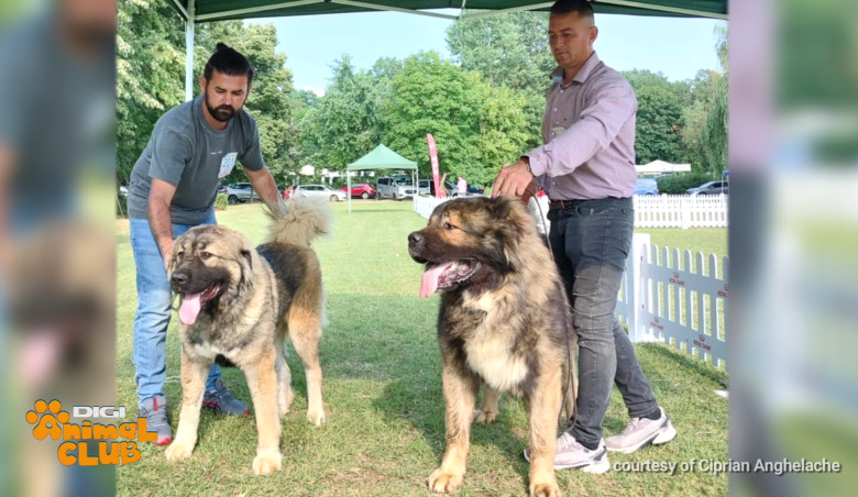 Sâmbătă, la Digi Animal Club, discutăm despre vârstele cățeilor - când pleacă din cuib, când mergem cu ei în expoziții, când pot fi reproduși sau când ies la pensie (5)