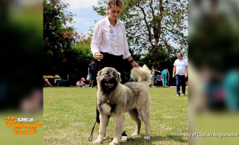 Sâmbătă, la Digi Animal Club, discutăm despre vârstele cățeilor - când pleacă din cuib, când mergem cu ei în expoziții, când pot fi reproduși sau când ies la pensie (15)