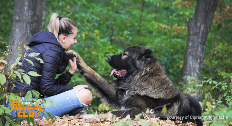 Sâmbătă, la Digi Animal Club, discutăm despre vârstele cățeilor - când pleacă din cuib, când mergem cu ei în expoziții, când pot fi reproduși sau când ies la pensie (13)