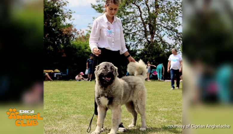 Sâmbătă, la Digi Animal Club, discutăm despre vârstele cățeilor - când pleacă din cuib, când mergem cu ei în expoziții, când pot fi reproduși sau când ies la pensie (14)