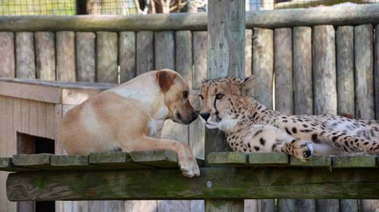 Kumbali și Kago/ Foto: Facebook Metro Richmond Zoo