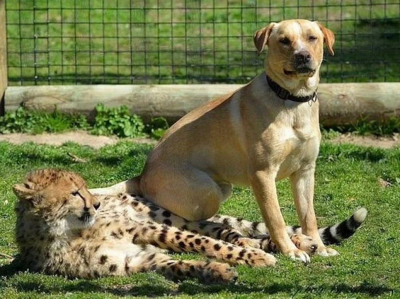 Kumbali și Kago/ Foto: Facebook Metro Richmond Zoo